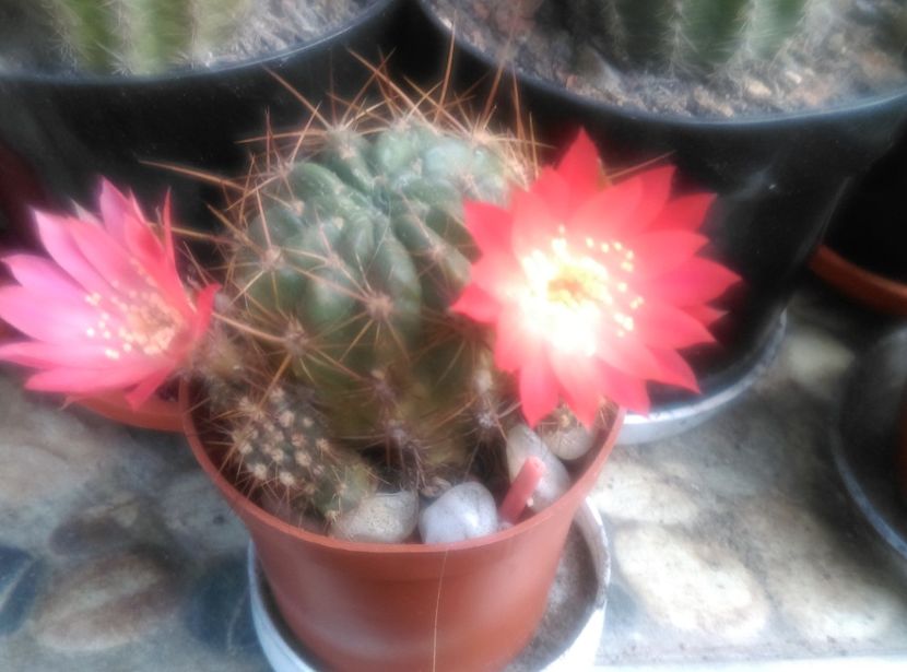  - Cactusi suculente 2020