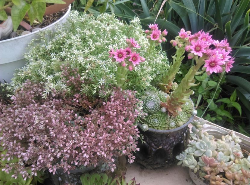  - Cactusi suculente 2020