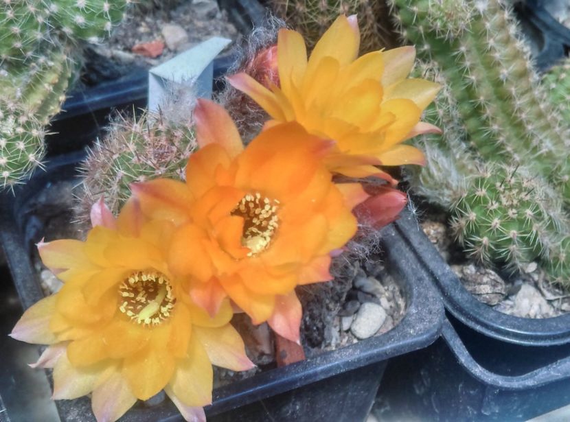  - Cactusi suculente 2020