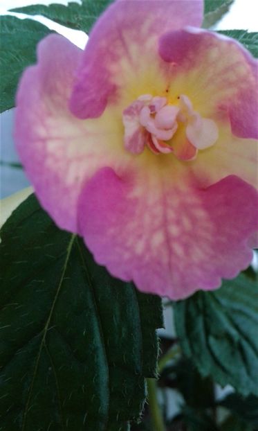 pentru cine le cunoste - 000016