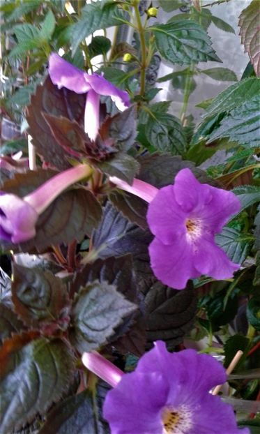  - 000014 ACHIMENES