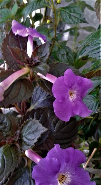  - 000014 ACHIMENES