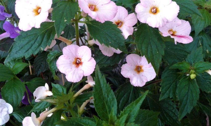  - 000014 ACHIMENES