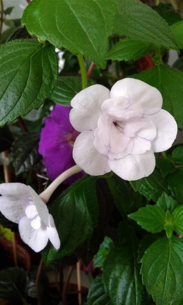  - 000014 ACHIMENES