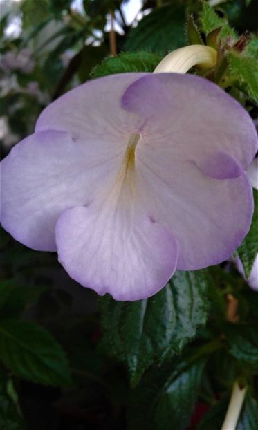  - 000014 ACHIMENES