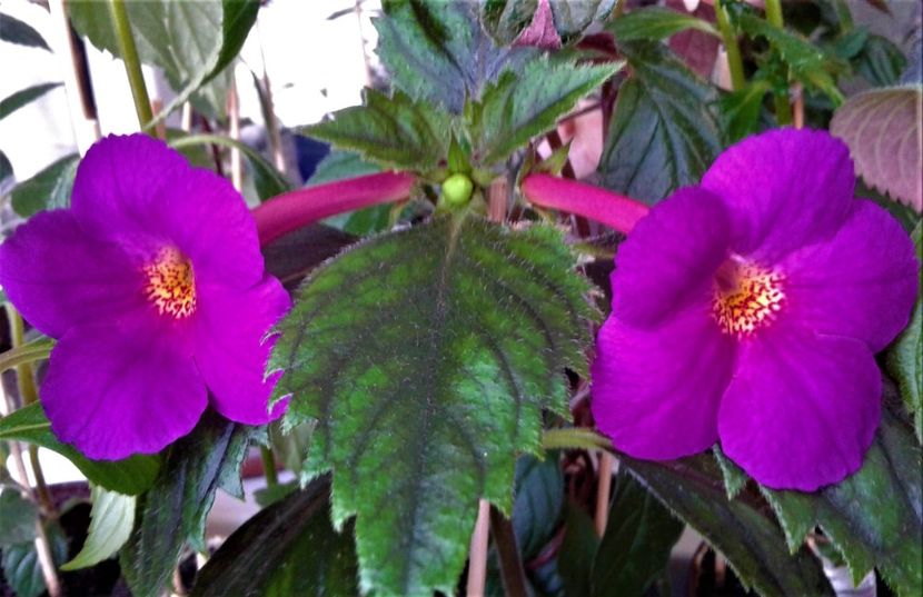  - 000014 ACHIMENES
