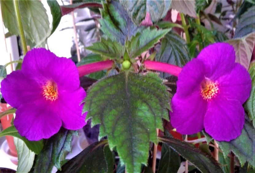  - 000014 ACHIMENES
