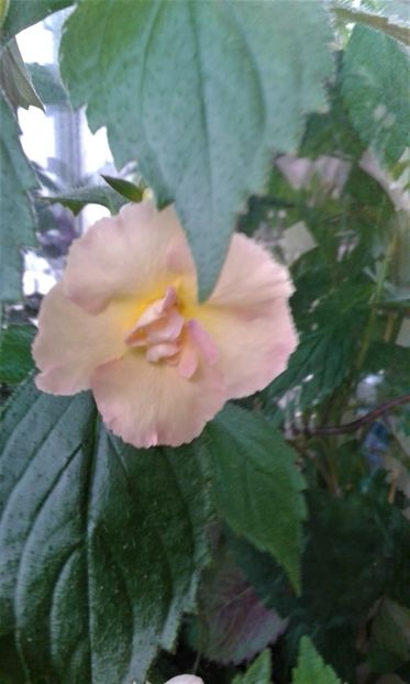  - 000014 ACHIMENES