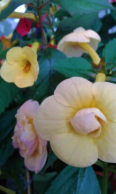  - 000014 ACHIMENES
