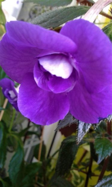  - 000014 ACHIMENES