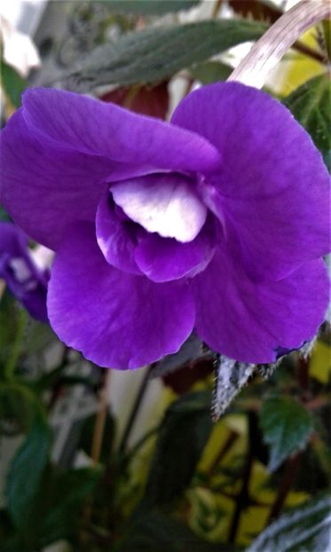  - 000014 ACHIMENES