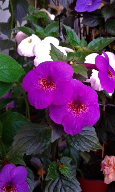  - 000014 ACHIMENES