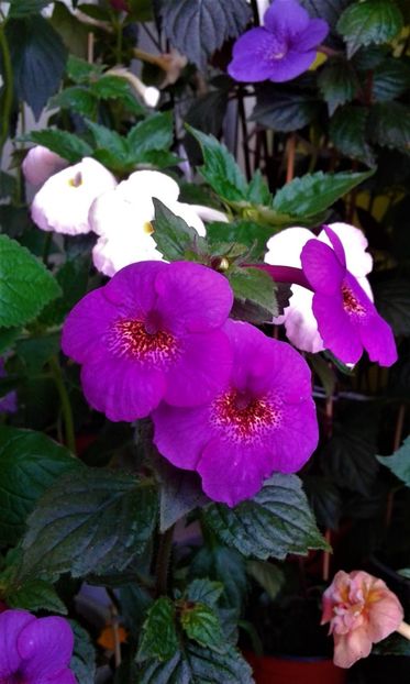  - 000014 ACHIMENES