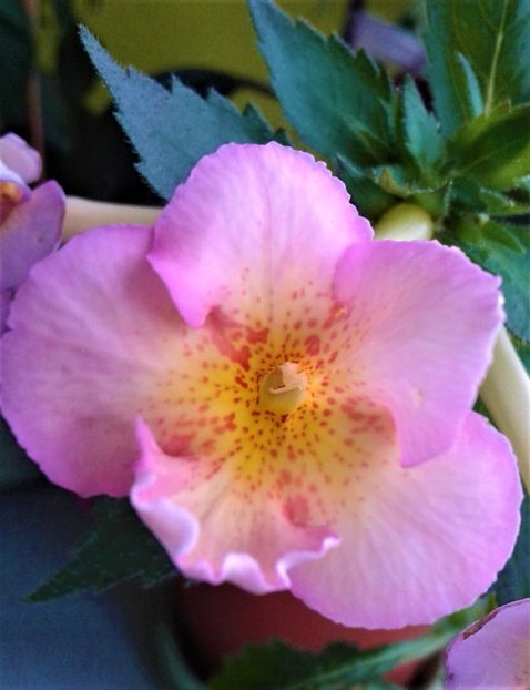  - 000014 ACHIMENES