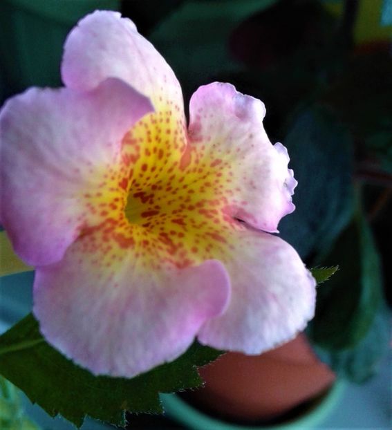  - 000014 ACHIMENES