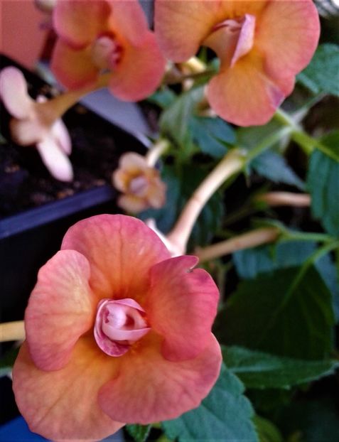  - 000014 ACHIMENES