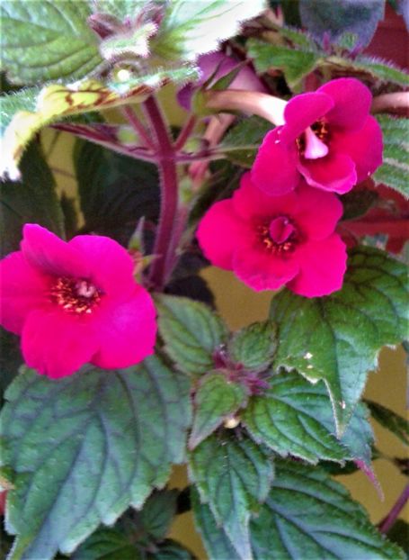  - 000014 ACHIMENES