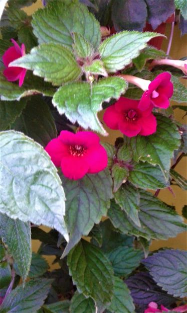  - 000014 ACHIMENES