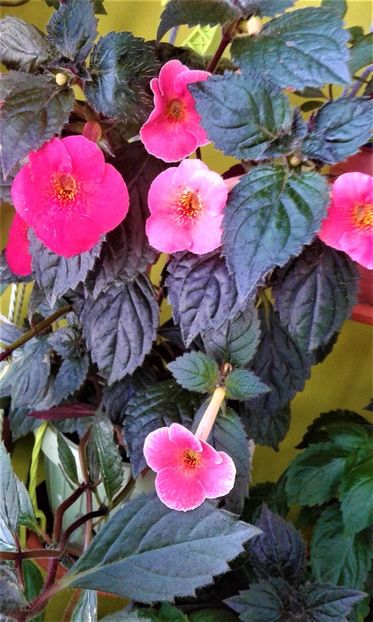  - 000014 ACHIMENES