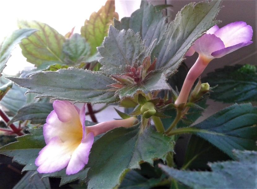  - 000014 ACHIMENES