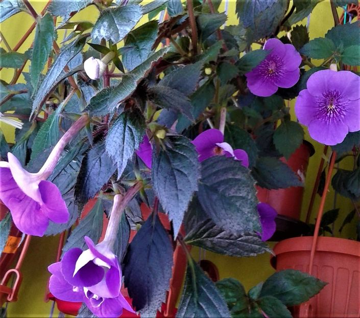  - 000014 ACHIMENES