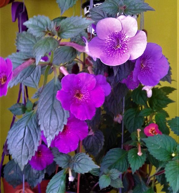  - 000014 ACHIMENES