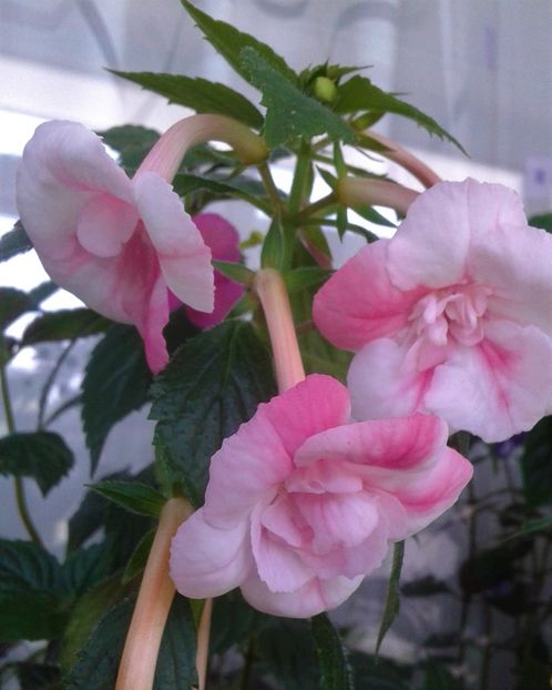 - colectia mea de achimenes 001 2020