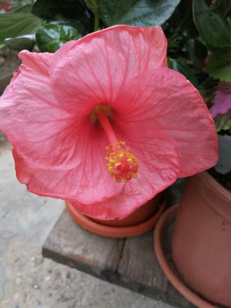  - Hibiscus