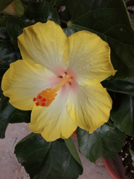  - Hibiscus