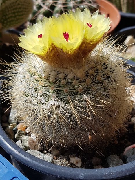 Notocactus scopa - Notocactus