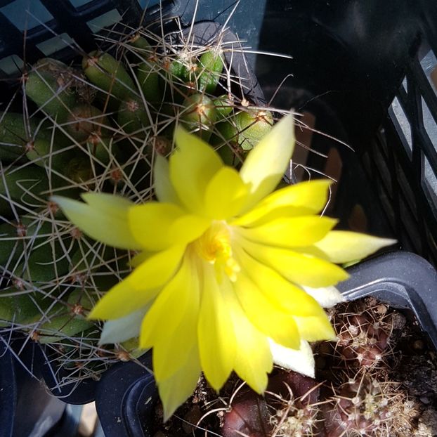 Mammillaria longimamma - Mammillaria