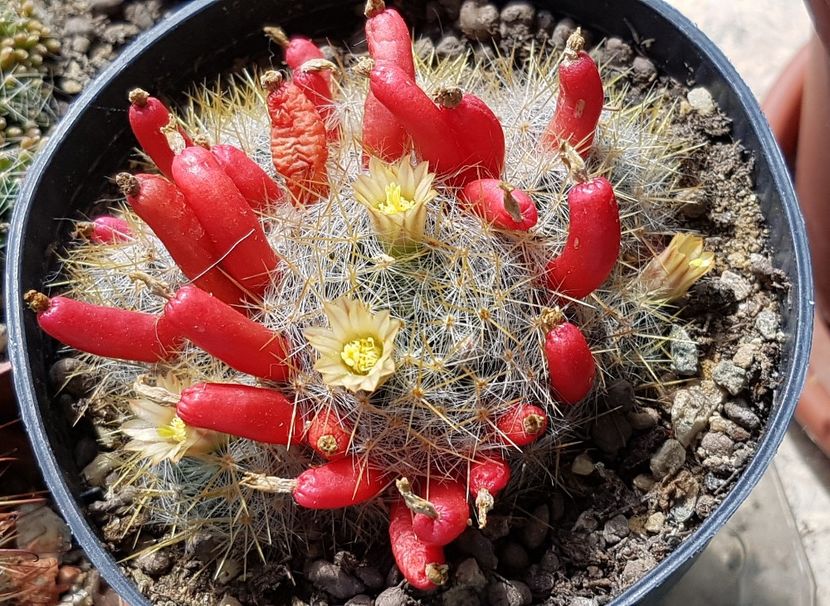 Mammillaria prolifera - Mammillaria