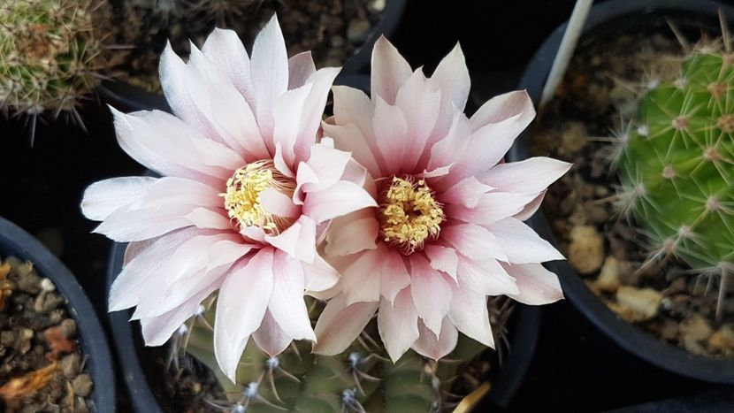 Gymnocalycium quehlianum - Gymnocalycium