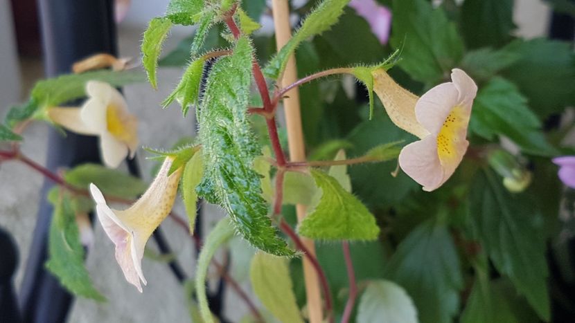 Sunburst - Achimenes 2020