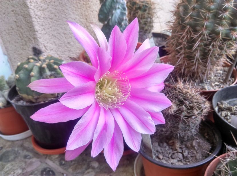  - Cactusi suculente 2020