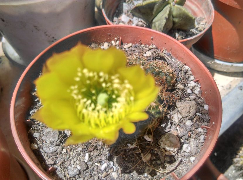  - Cactusi suculente 2020