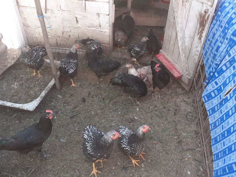  - Cu o săptămână înainte de a-i despărții de cocoșei