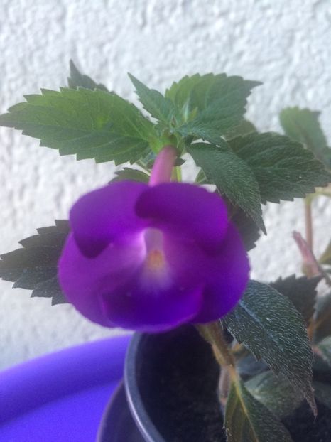 5.07.2020 - BriDs Andrea