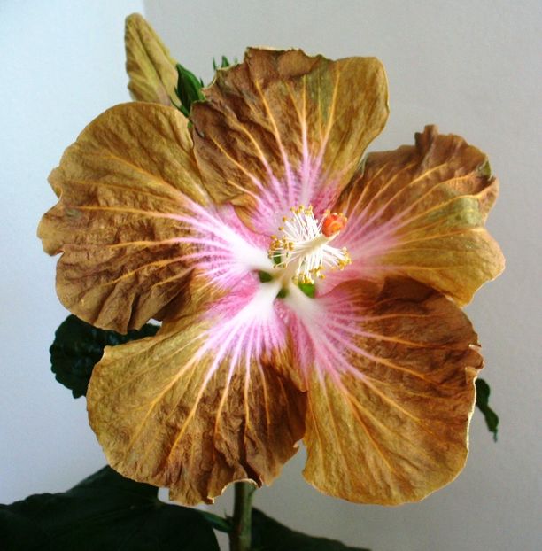 5-Coy Beauty - poze
