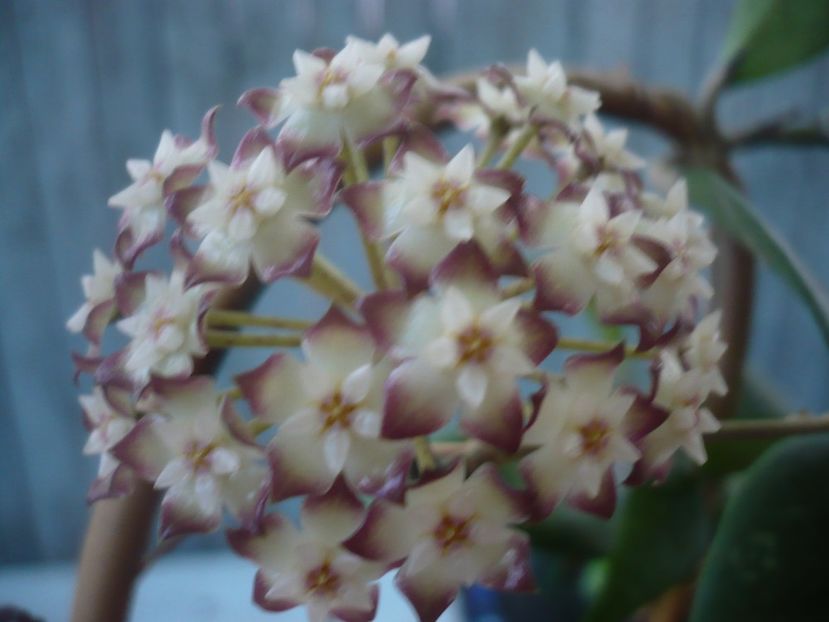 P1440707 - HOYA 2020-1