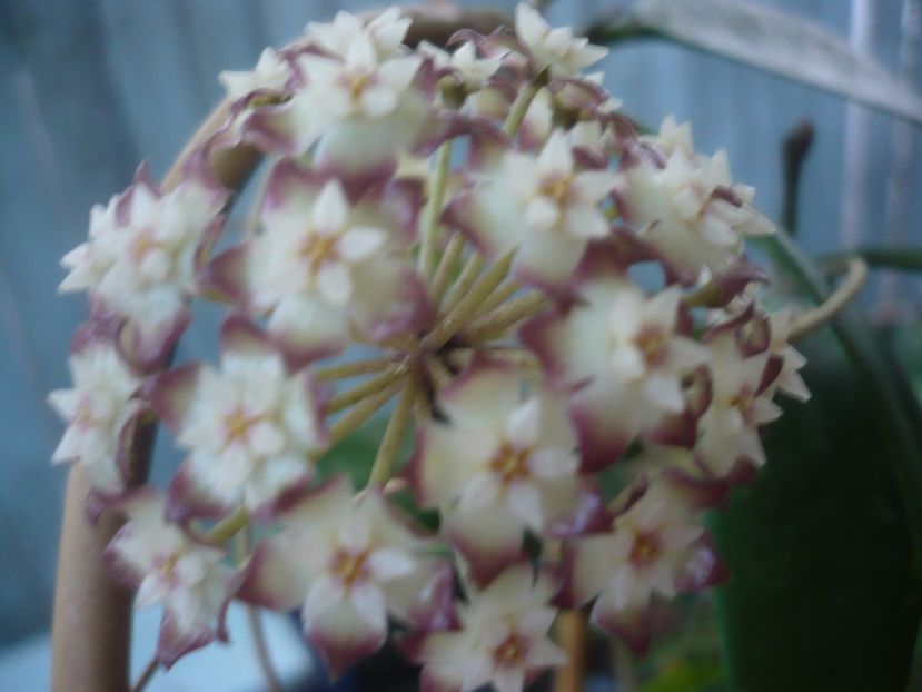 P1440708 - HOYA 2020-1