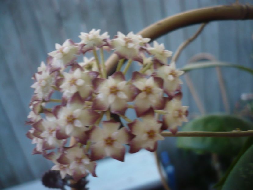 P1440709 - HOYA 2020-1