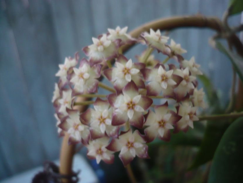 P1440714 - HOYA 2020-1