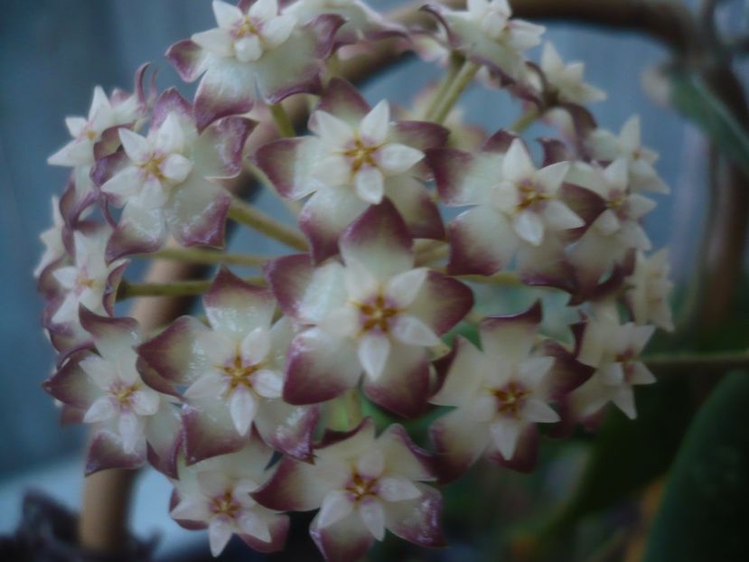 P1440715 - HOYA 2020-1