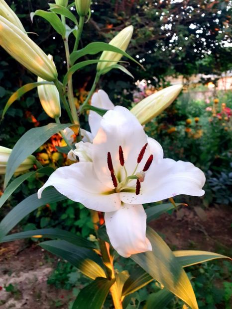  - Crini de gradina 2015- prezent