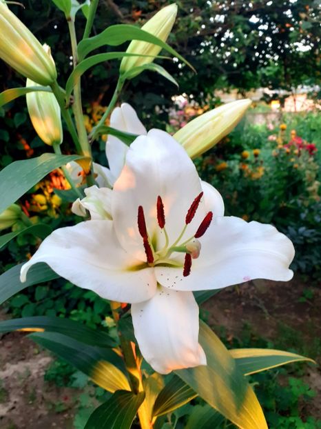  - Crini de gradina 2015- prezent