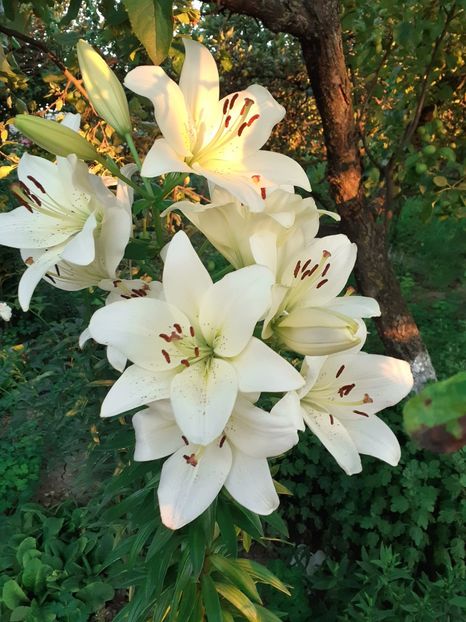 20200705_204243(0) - Crini de gradina 2015- prezent