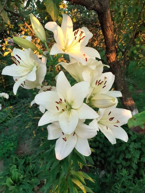 20200705_204242(0) - Crini de gradina 2015- prezent