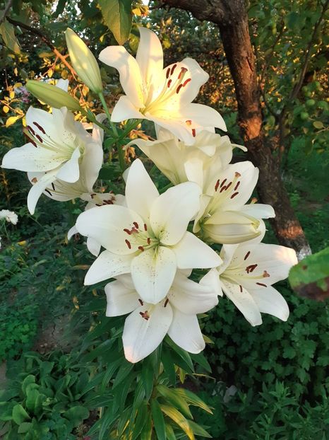  - Crini de gradina 2015- prezent