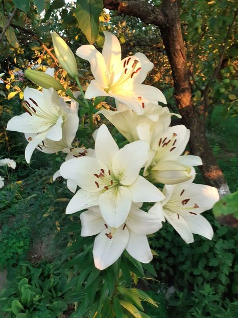  - Crini de gradina 2015- prezent